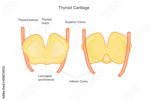 Thyroid Cartilage. Structure, Function, and Role in Protecting the Vocal Cords.
