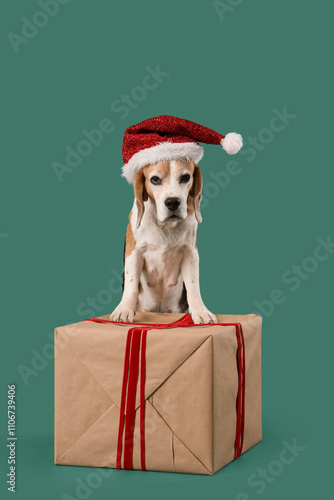 Cute beagle dog wearing san...
