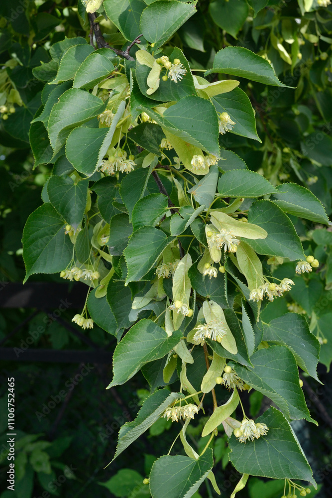 Linden flowers and green leaves. A branch of a lime tree on a dark blurred background. Vertical frame. Linden flowers and green leaves. A branch of a lime tree on a dark blurred background. Vertical frame.