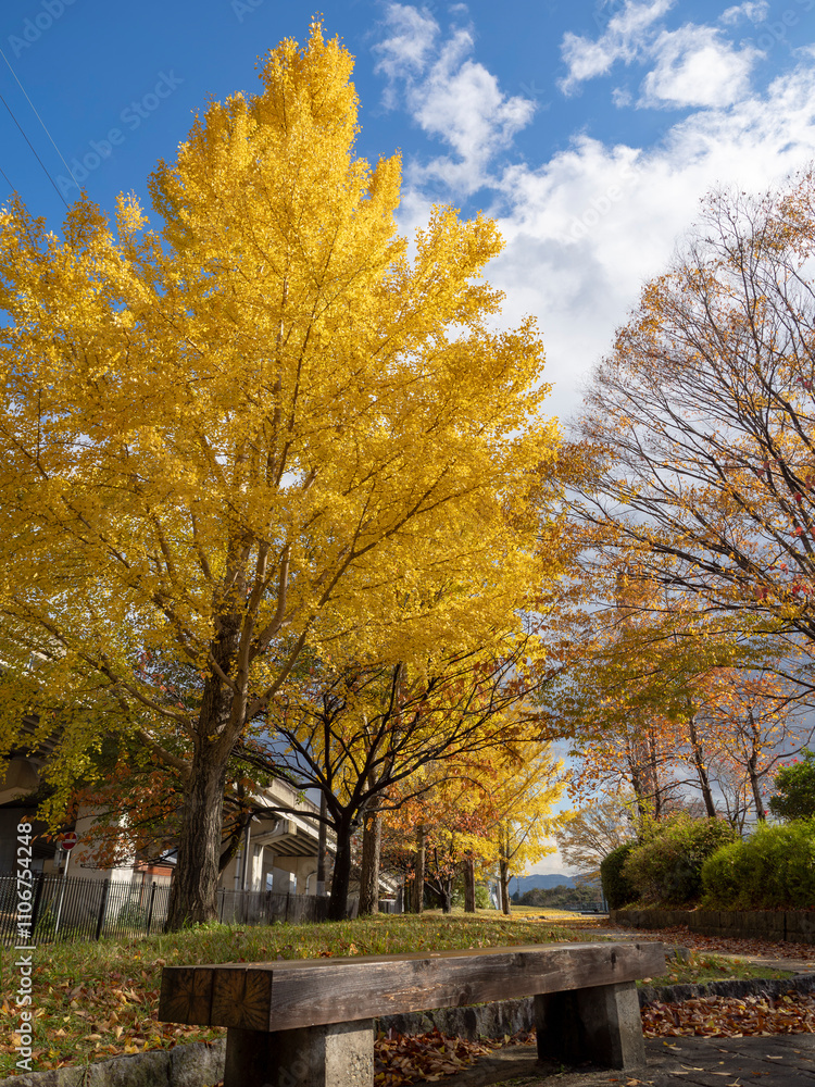 Naklejka premium 公園の黄葉