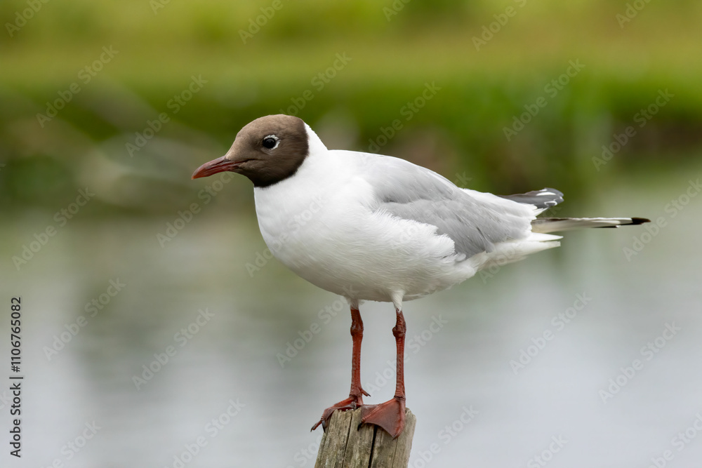 Black-headed Gull in a natural habitat Black-headed Gull in a natural habitat