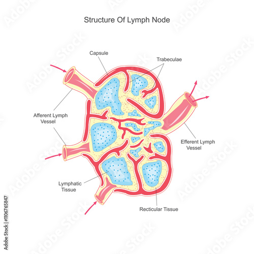 Understanding Lymph Nodes. Key Players in Immune Defense and Disease Detection.