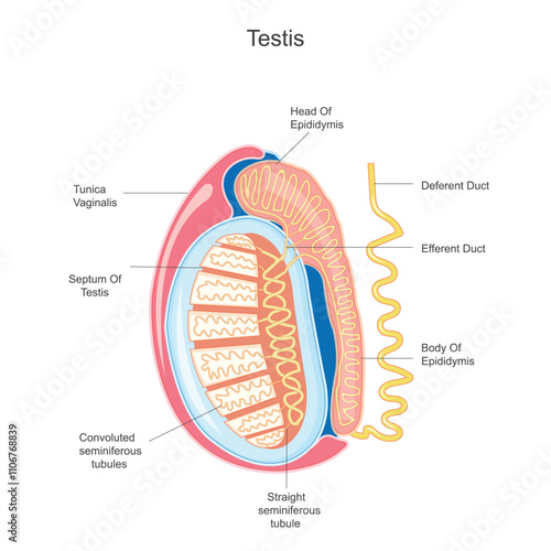 Longitudinal section of a testis and different duct.Male reproductive system. Testicular anatomy. Human testicle.