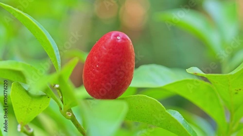 Miracle fruit or Miracle berry (Synsepalum dulcificum)
 photo