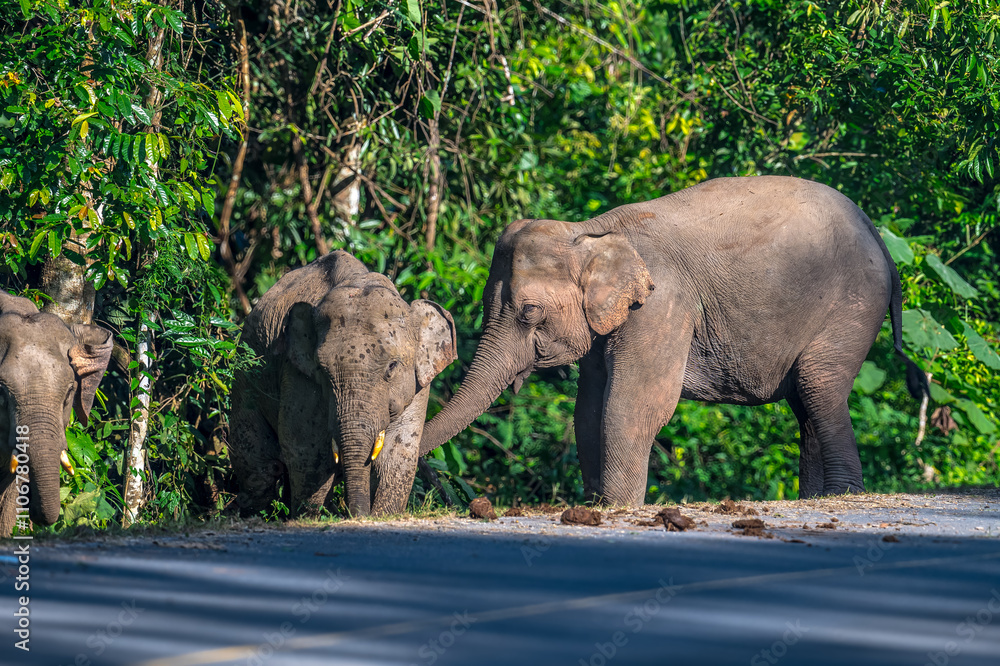 Fototapeta premium Elephants are large mammals and are the largest land animals. Wild elephants eat plants. They are big, have a small head, big legs, and have a trunk that reaches to the ground. That trunk is the nose.