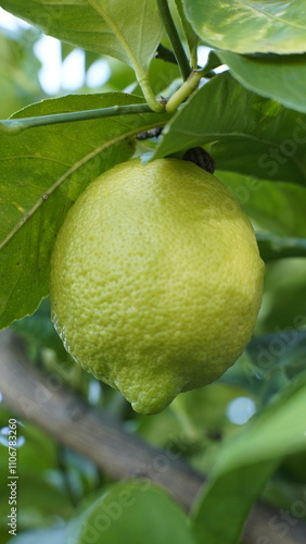 Limón inmaduro photo