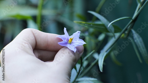 Flor solanum photo