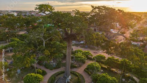 LUPUNA TREE IN THE CENTER OF THE CITY OF PUCALLPA IN THE PERUVIAN AMAZON, THIS MAJESTIC TREE IS A SPIRITUAL SYMBOL OF THE AMAZONIAN FORESTS photo