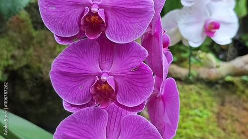 Moon Orchid (Phalaenopsis amabilis) or puspa charm. photo