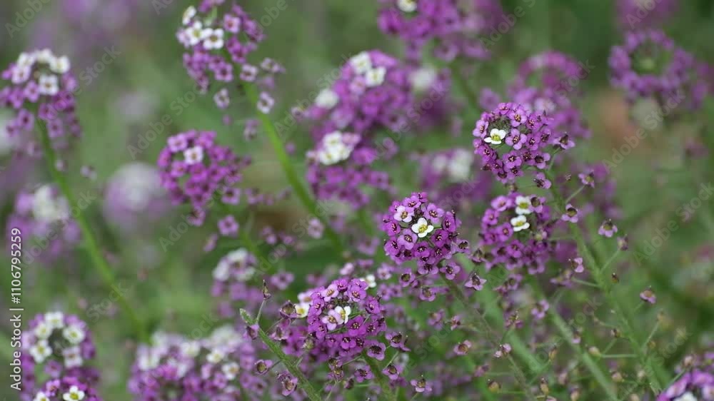 purple flowers of Alyssum Purple Queen sway in the wind autumn purple flowers of Alyssum Purple Queen sway in the wind autumn