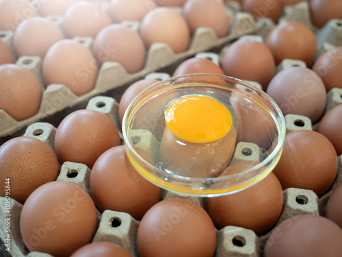 Organic Chicken Egg in tray or egg box contains high protein and important for health.