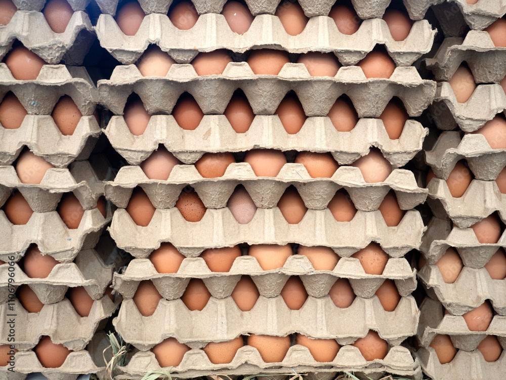 Organic Chicken Egg in tray or egg box contains high protein and important for health.