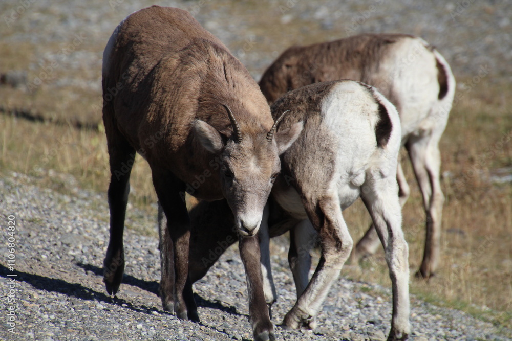Fototapeta premium Sheep In The Wild, Nordegg, Alberta