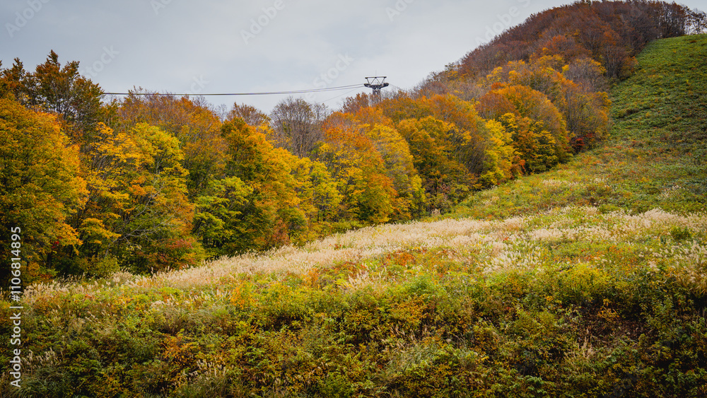 Road way to nature in Hakoda mountain and Jogakura bridge view in Japan, travel destinations in autumn and fall season. Color of nature, season and leaf. Maple tree, fantasy landscaped discovery. Road way to nature in Hakoda mountain and Jogakura bridge view in Japan, travel destinations in autumn and fall season. Color of nature, season and leaf. Maple tree, fantasy landscaped discovery.