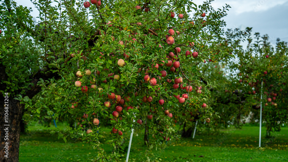 Fototapeta premium An apple farm during harvest season in a rainy day, concept of sustainable agricultural farming. Ripe Red and green apple. Abundance and juicy fruit full. Hirosaki Apple Park in Japan.