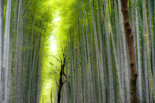 Photography Arashiyama is a district on the western outskirts of Kyoto, Japan