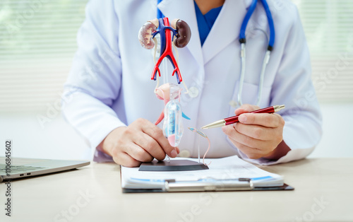 A male doctor sits at a desk in a hospital, discussing male urinary tract models and conditions like enlarged prostate, prostatitis, cystitis, urinary tract infections.Early diagnosis aids effective photo