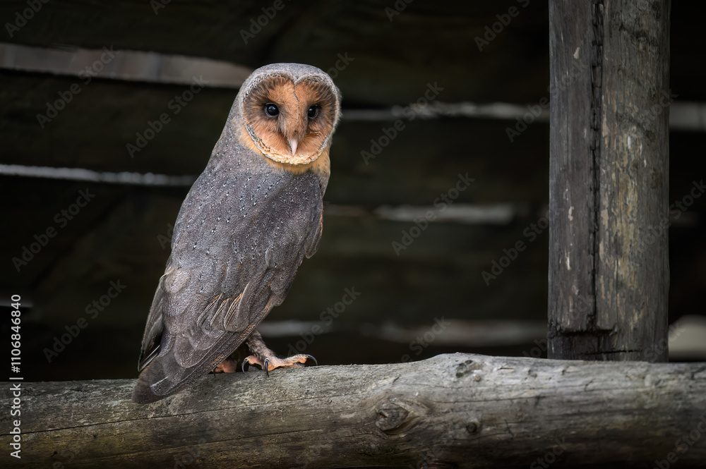 Fototapeta premium Barn owl close up ( Tyto alba )