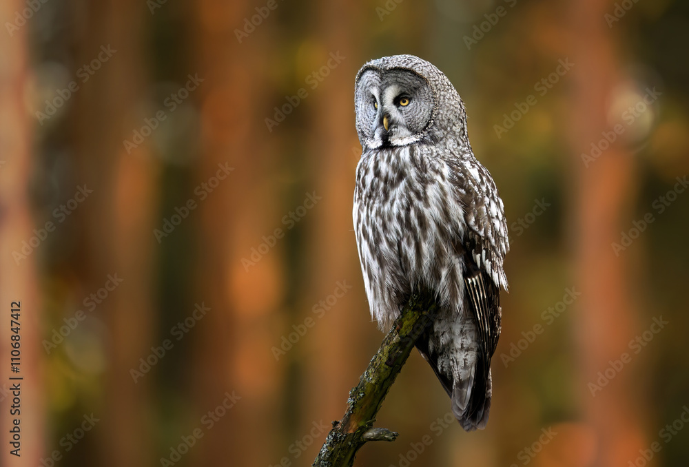 Fototapeta premium Great grey owl ( Strix nebulosa ) close up