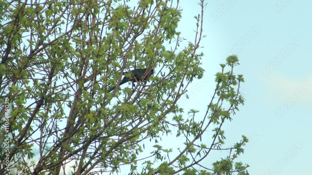 Crimson Rosella Parrot Bird Moving Perched On Tree Branch Blue Sky Australia Victoria Gippsland Maffra Crimson Rosella Parrot Bird Moving Perched On Tree Branch Blue Sky Australia Victoria Gippsland Maffra