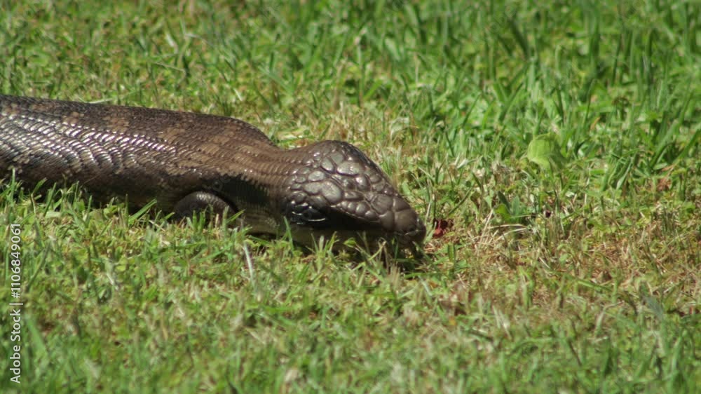 Blue Tongued Lizard Slowly Crawling Along Grass Sticking It's Tongue Out Close Up Sunny Daytime Australia, Victoria, Gippsland, Maffra Blue Tongued Lizard Slowly Crawling Along Grass Sticking It's Tongue Out Close Up Sunny Daytime Australia, Victoria, Gippsland, Maffra