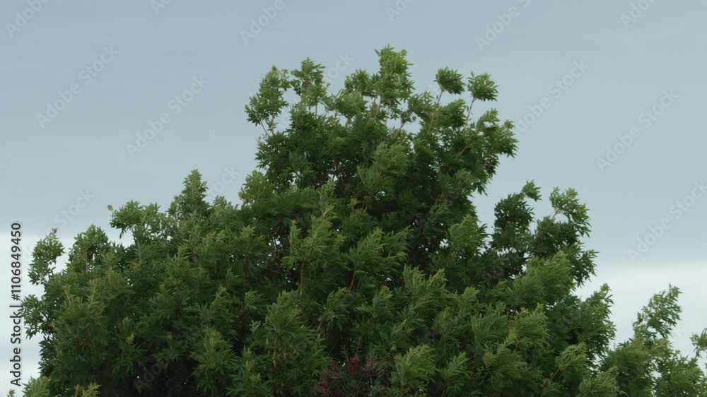 Bad Weather Strong Wind Storm Blowing Big Tree With Green Leaves Australia, Victoria, Gippsland, Maffra Bad Weather Strong Wind Storm Blowing Big Tree With Green Leaves Australia, Victoria, Gippsland, Maffra