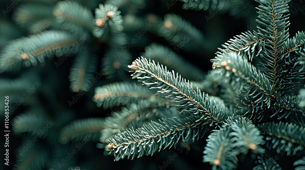 Close-up of christmas tree background Close-up of christmas tree background
