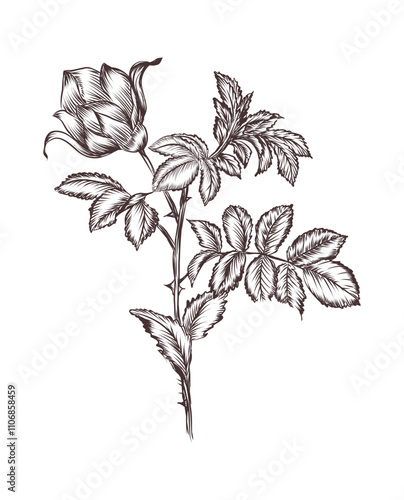 a vintage drawing of a flower with leaves