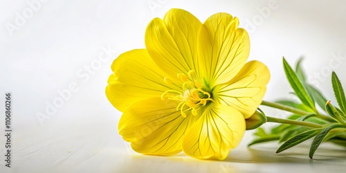 Delicate Wild Evening Primrose Flower on a White Background with Ample Copy Space for Creative Design and Art Projects