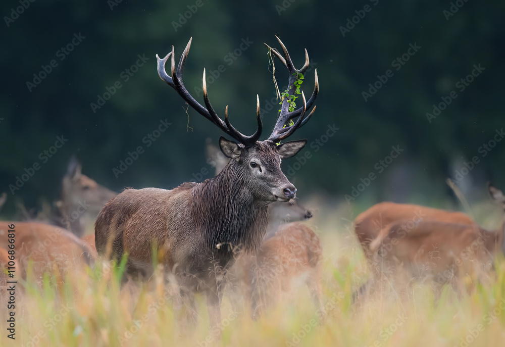 Deer male buck ( Cervus elaphus ) during rut Deer male buck ( Cervus elaphus ) during rut