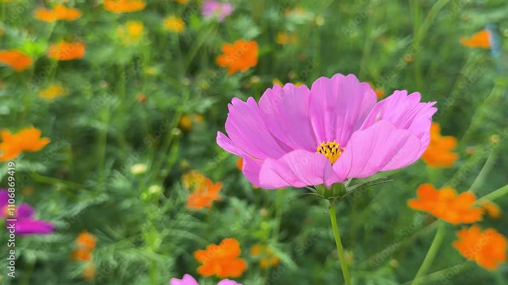 Pink cosmos flowers bloom in the warm afternoon sun Pink cosmos flowers bloom in the warm afternoon sun