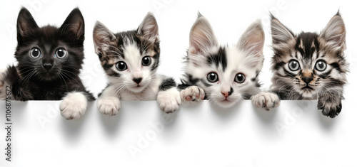 Adorable Kittens Peeking Over a White Background in Cute Pose