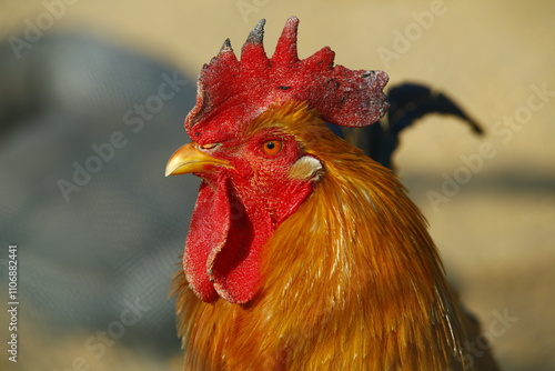 In the courtyard of the chicken photo