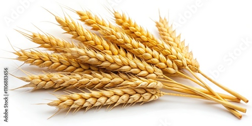 Isolated Wheat Ears, Golden Wheat, Ripe Wheat, Harvest Wheat, Wheat Stock Photo, White Background Wheat