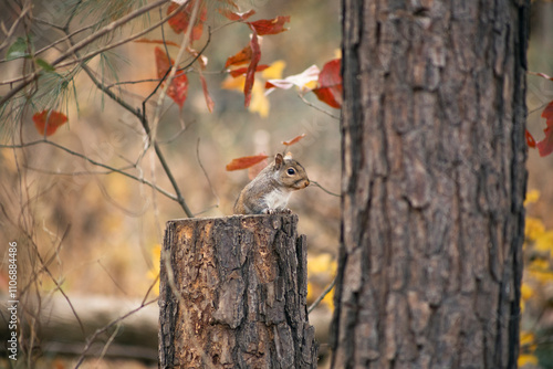 squirrel on a tree