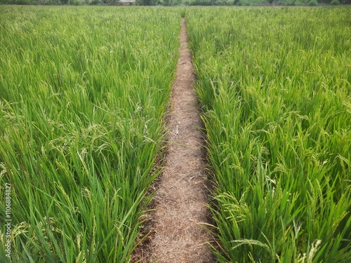 View of rice fields with green expanses of rice plants and bunds in the middle 