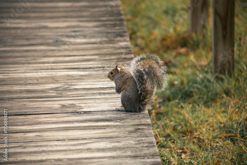 squirrel in the forest