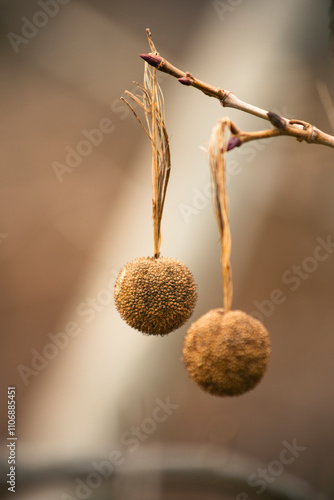 poppy seed heads