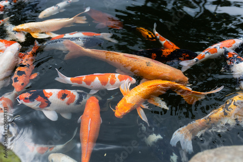 Photography koi fish swimming in a pond