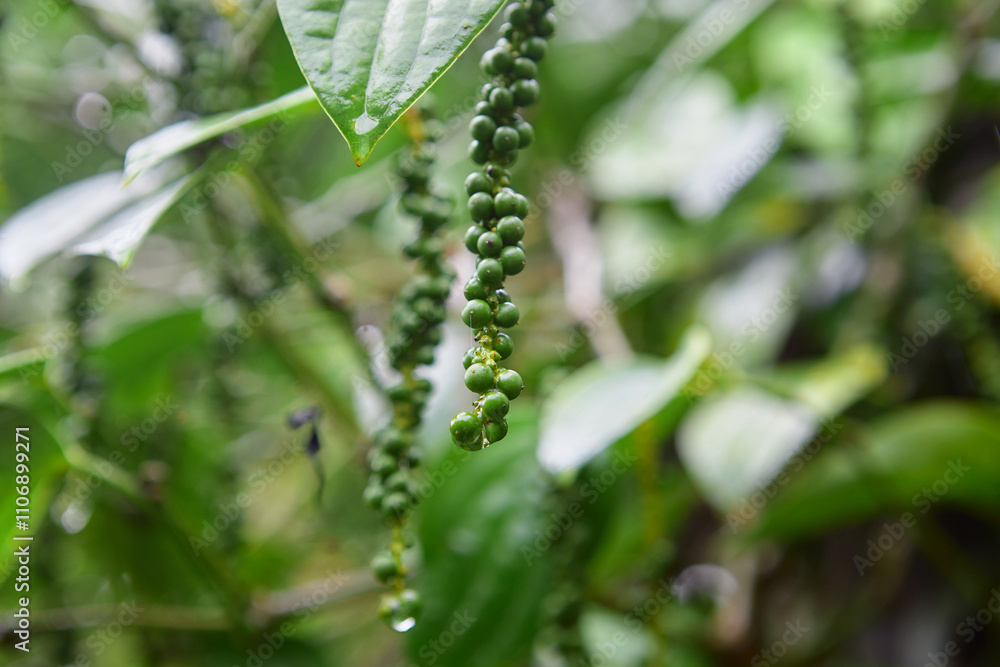 Fresh unripe peppercorn hanging on green leaf background Fresh unripe peppercorn hanging on green leaf background