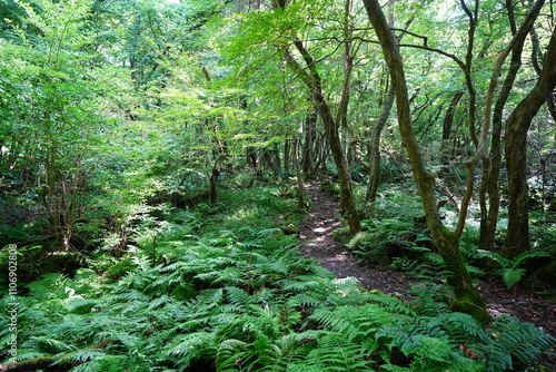 delightful summer forest and fine path