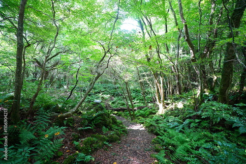 refreshing summer forest and path in the gleaming sunlight