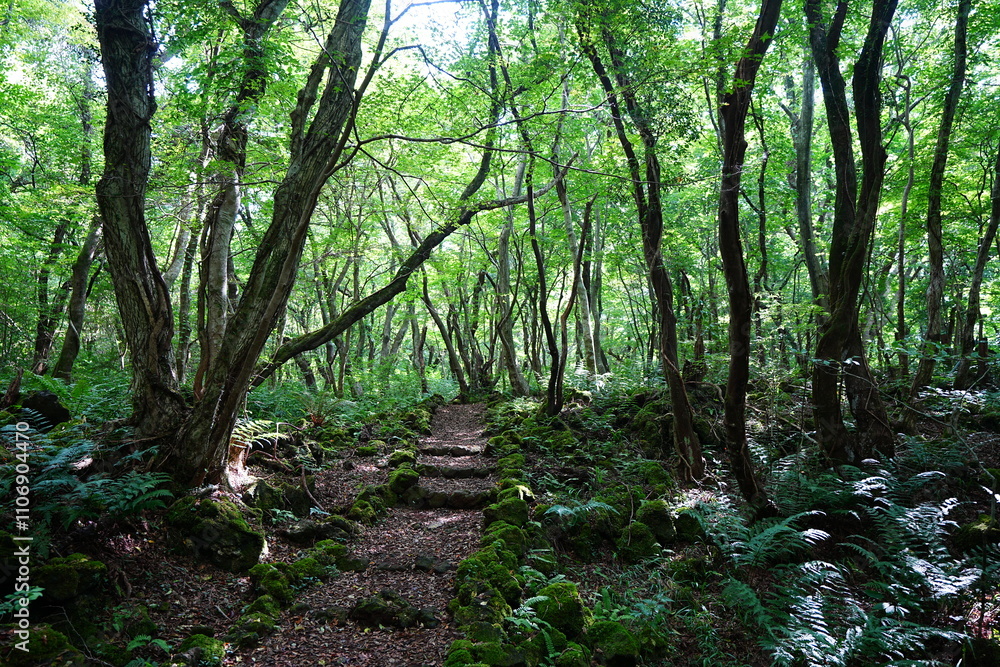 Naklejka premium fine summer path through mossy rocks and old trees