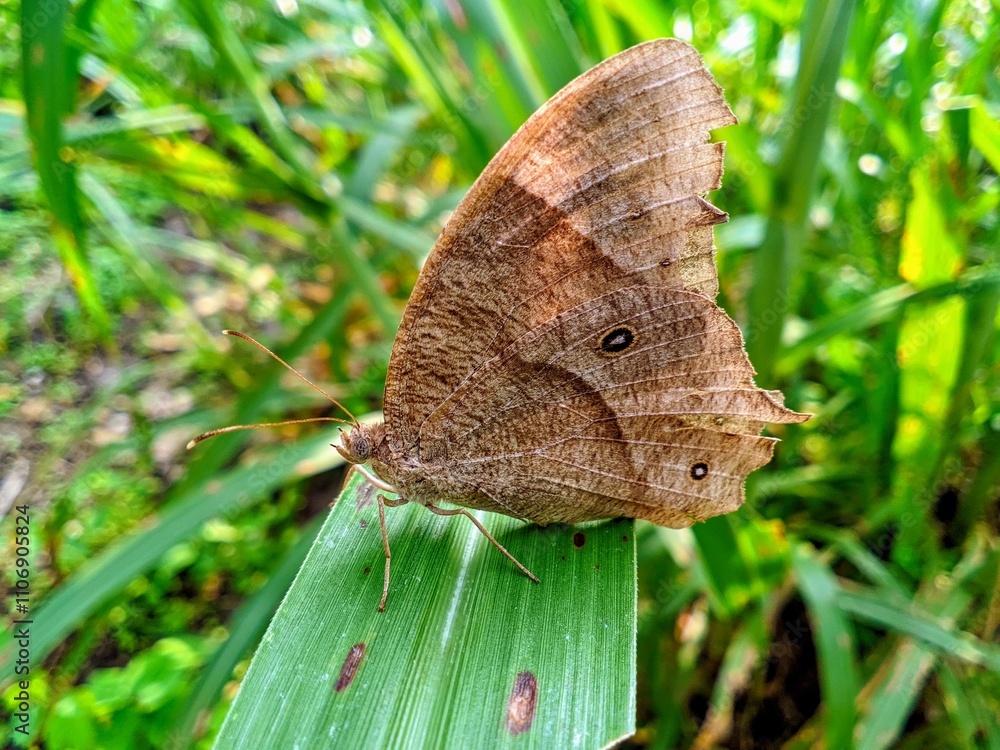 Obraz premium butterfly on leaf
