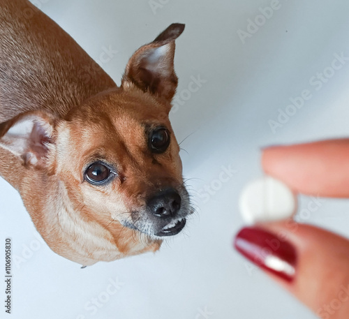 A small ginger dog looks at the pill in the owner's hand. Dog owners treat dogs for parasites. An antiparasitic pill for dogs against worms. Treatment of dogs. photo