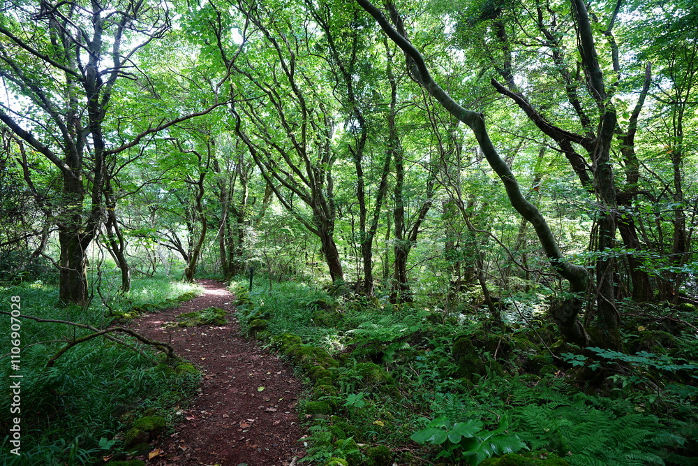 delightful summer forest and fine path delightful summer forest and fine path