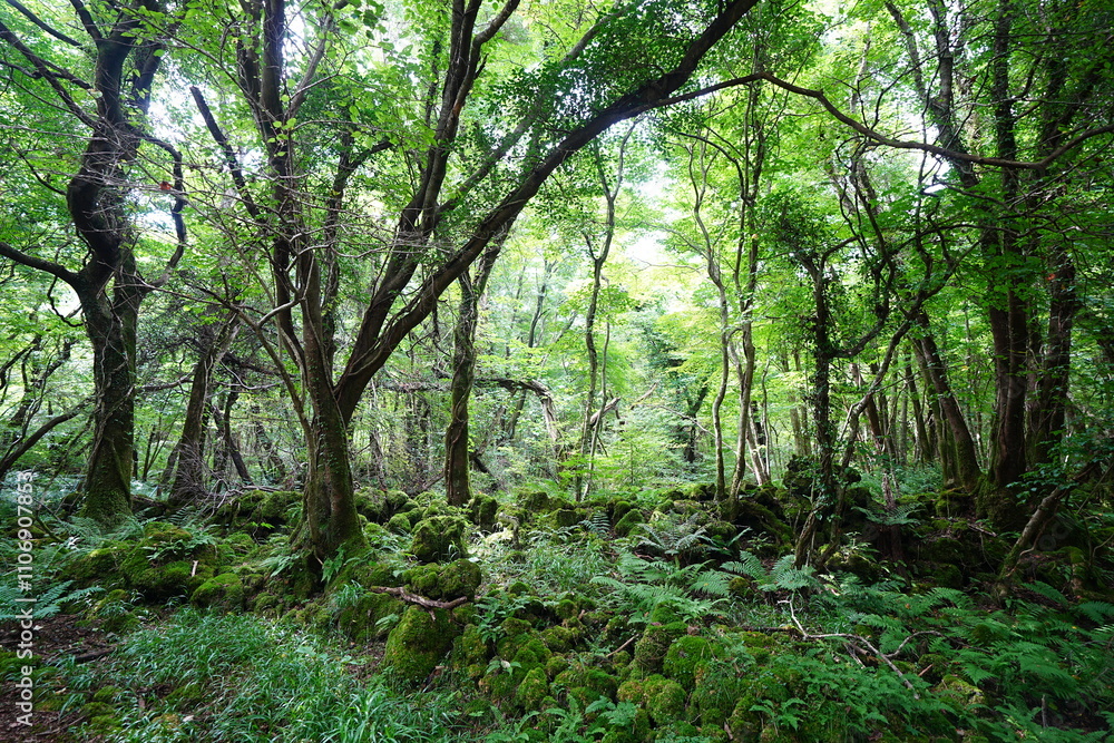 Fototapeta premium wild summer forest with mossy rocks and old trees