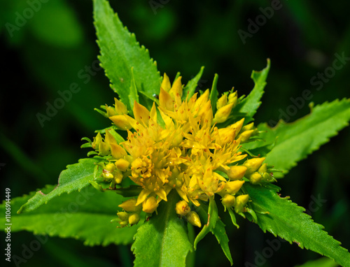 Beautiful inflorescence of the golden root. 
Rhodiola rosea in the form of tea is used to relieve fatigue, overwork, to increase efficiency and endurance.