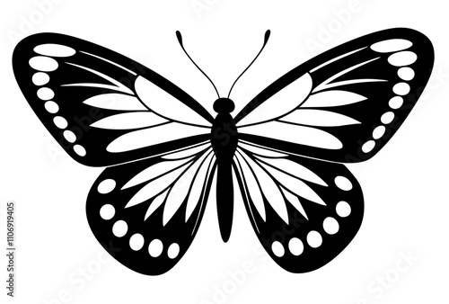 butterfly illustration