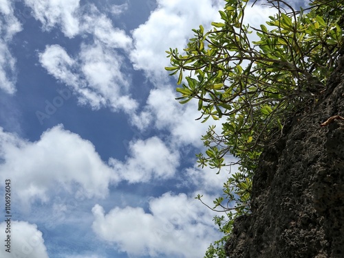 A clear blue sky with fluffy white clouds is framed by green leaves and a rocky surface below.